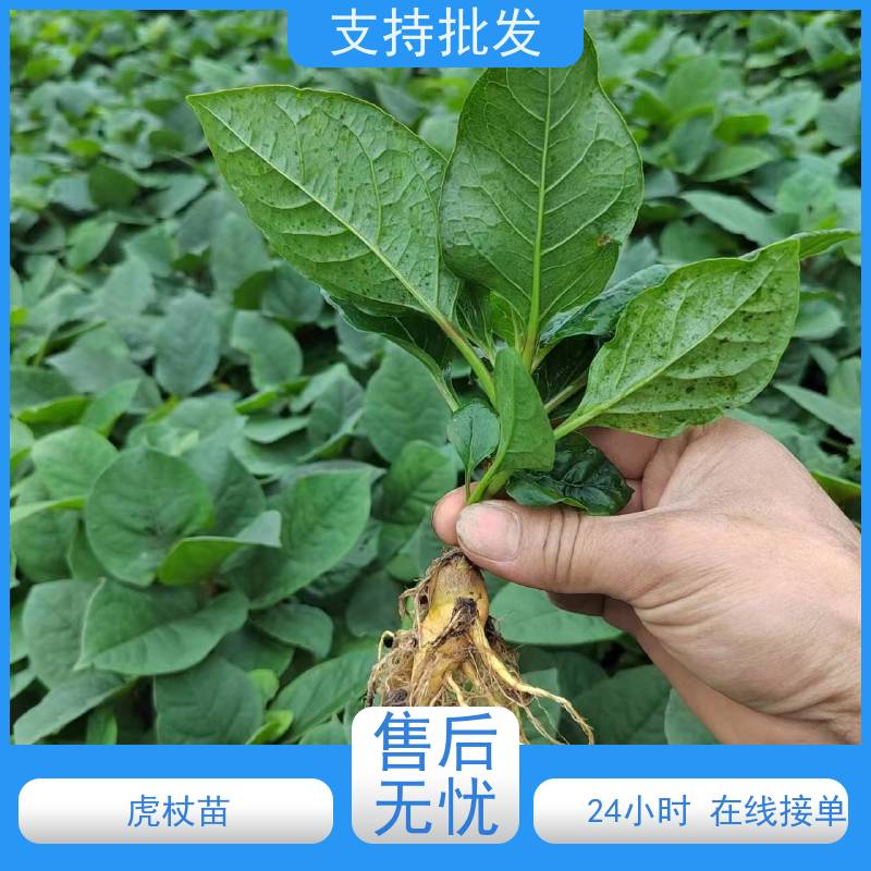梵丰 虎杖施肥 大小苗种苗 基地供应 种植技术分享