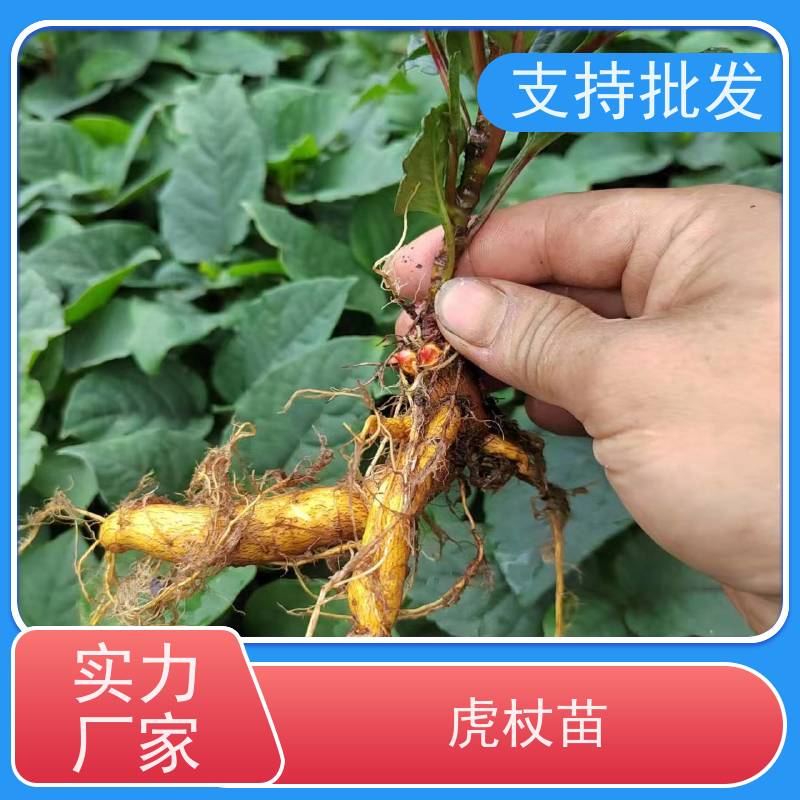 梵丰1号 虎杖基地 多年生 草本植物 现挖酸筒杆苗 库存充足 成活率高