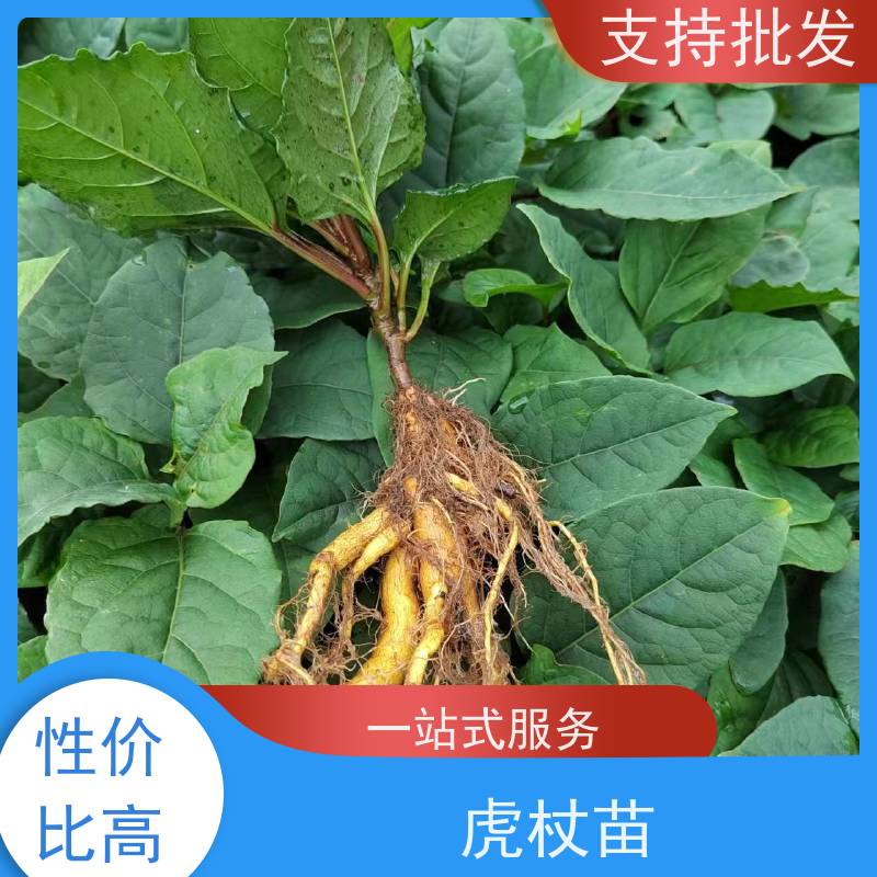 梵丰1号 虎杖驯化 斑杖根黄地榆苗庭院可种植 性价比高 品质好