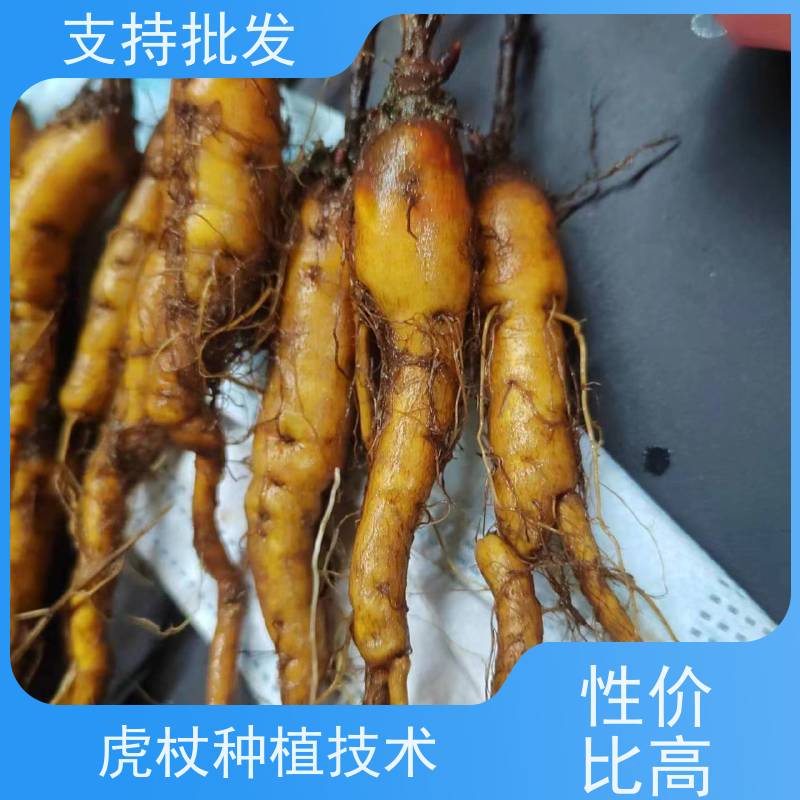 梵丰 虎杖驯化苗 大小苗种苗 中药材 属多年生草本植物