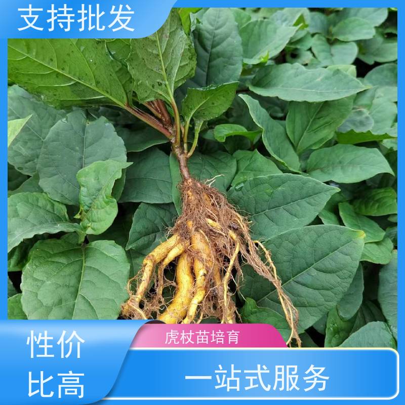 梵丰 虎杖 斑杖根黄地榆苗庭院可种植 在线接单 物流配送 