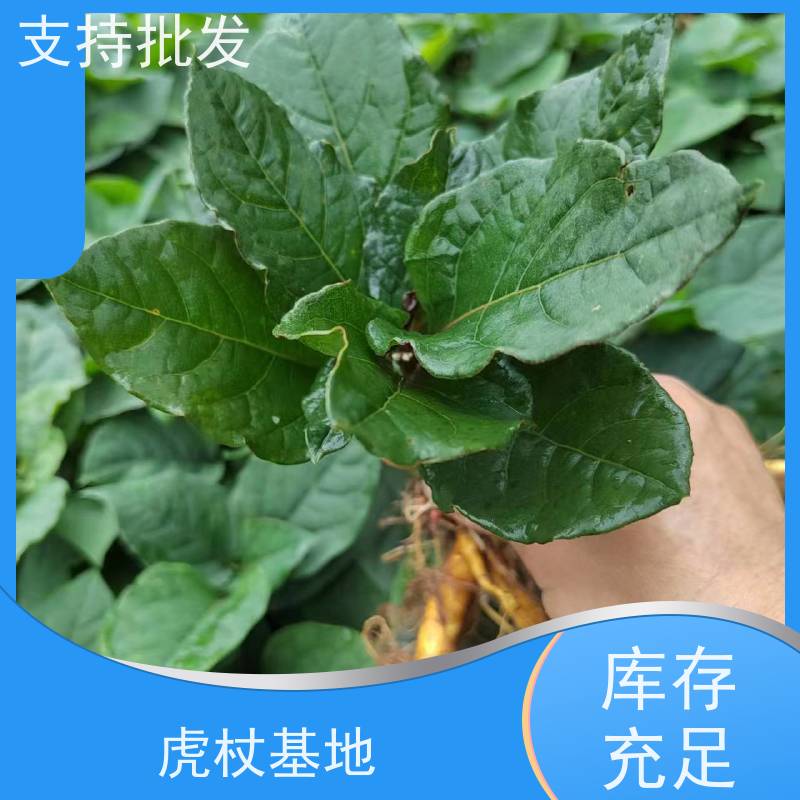 梵丰1号 虎杖苗 新鲜酸筒杆 嫩杆 花斑竹老杆 在线接单 物流配送 
