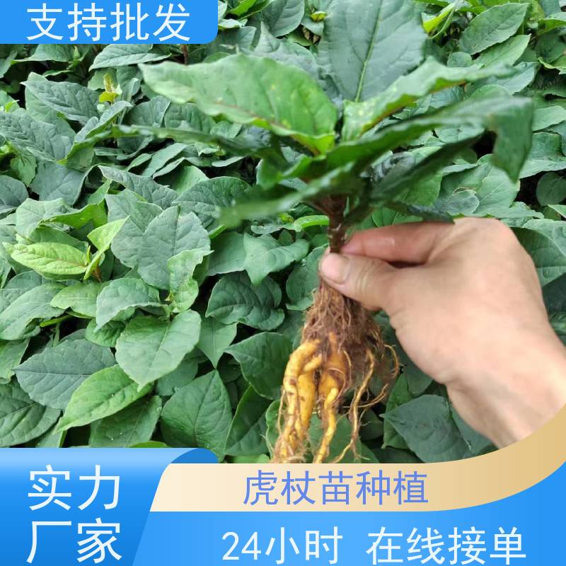梵丰 虎杖基地 新鲜酸筒杆 嫩杆 花斑竹老杆 盆栽耐寒易活苗