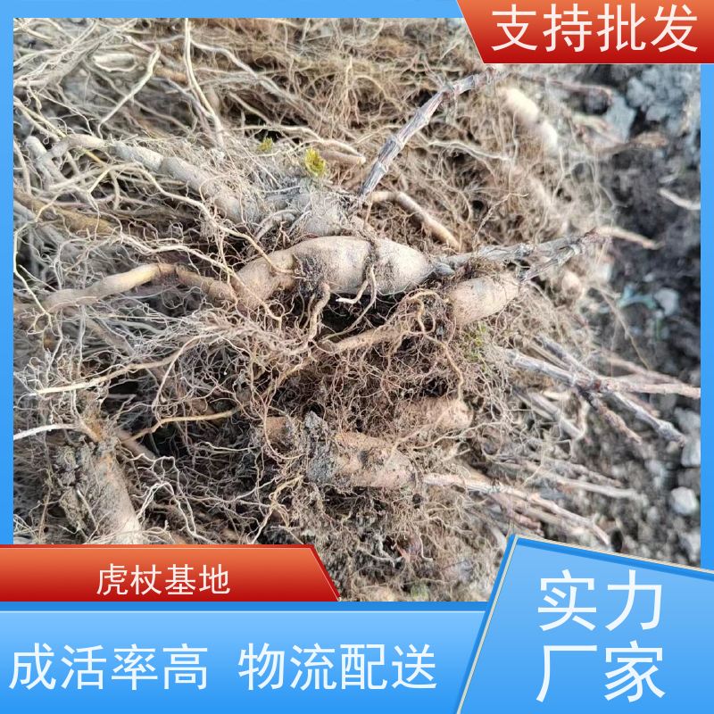 梵丰 虎杖用途 大小苗种苗 中药材 苗圃产地 品质保证