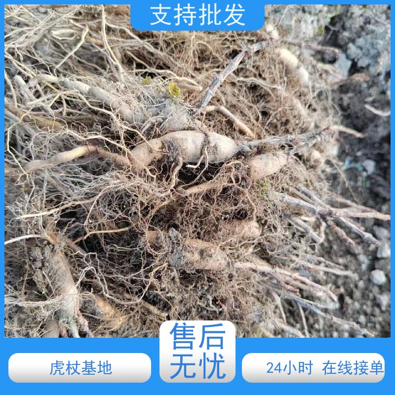 梵丰 药用虎杖苗的种植规范 属多年生草本植物 对水分的需求较大