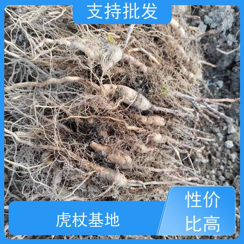 梵丰 虎杖产地 景区园林绿化造景工程苗 物流配送