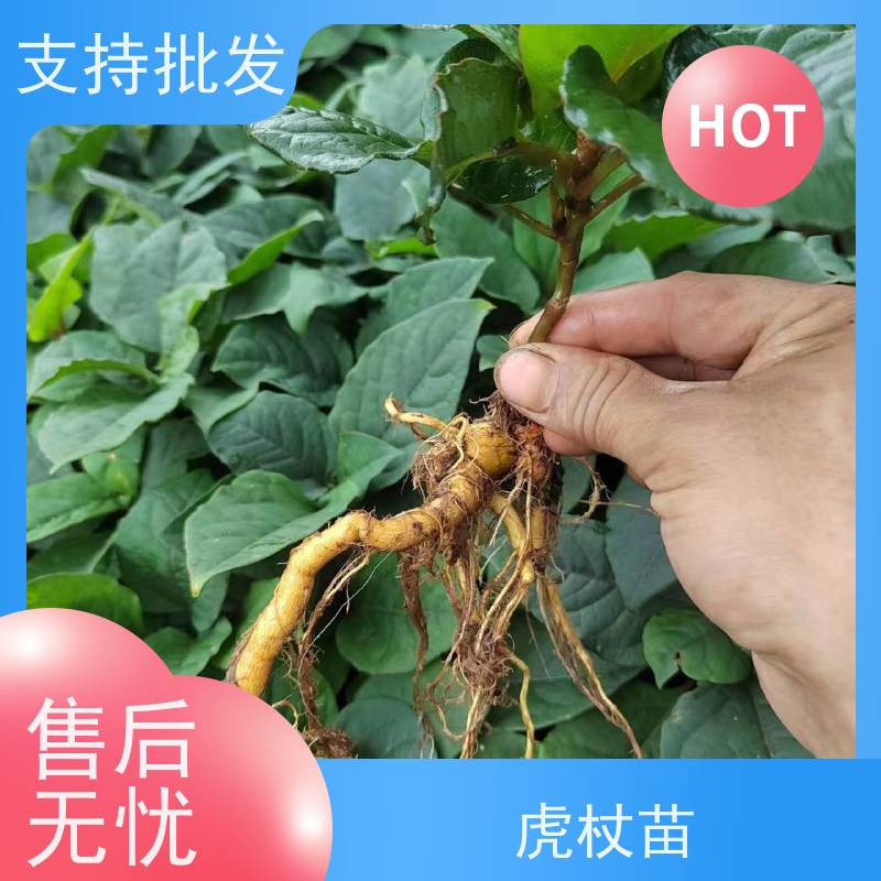 梵丰 虎杖苗培育 室内绿植盆栽斑杖根可药用 库存充足 厂家供应