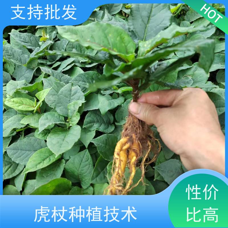 梵丰 虎杖苗种植 酸梗子多年生 落叶绿植物庭院 阳台 性价比高 品质好