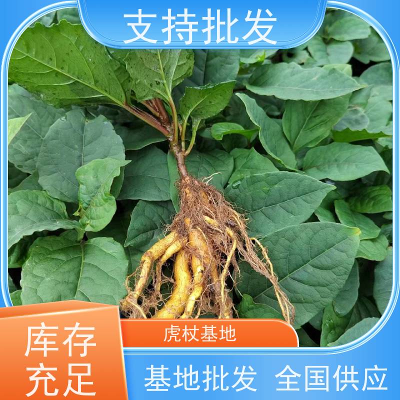 梵丰1号 虎杖驯化种子 景区园林绿化造景工程苗 性价比高 品质好