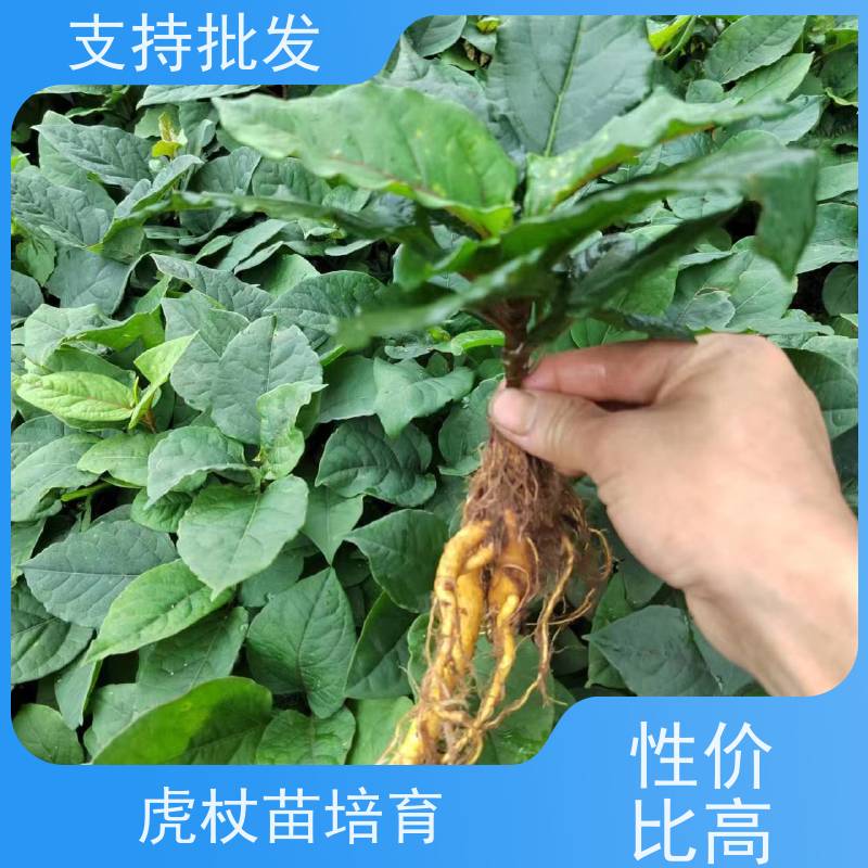 梵丰 虎杖用途 新品 多年生草本植物现挖酸筒杆苗 性价比高 品质好