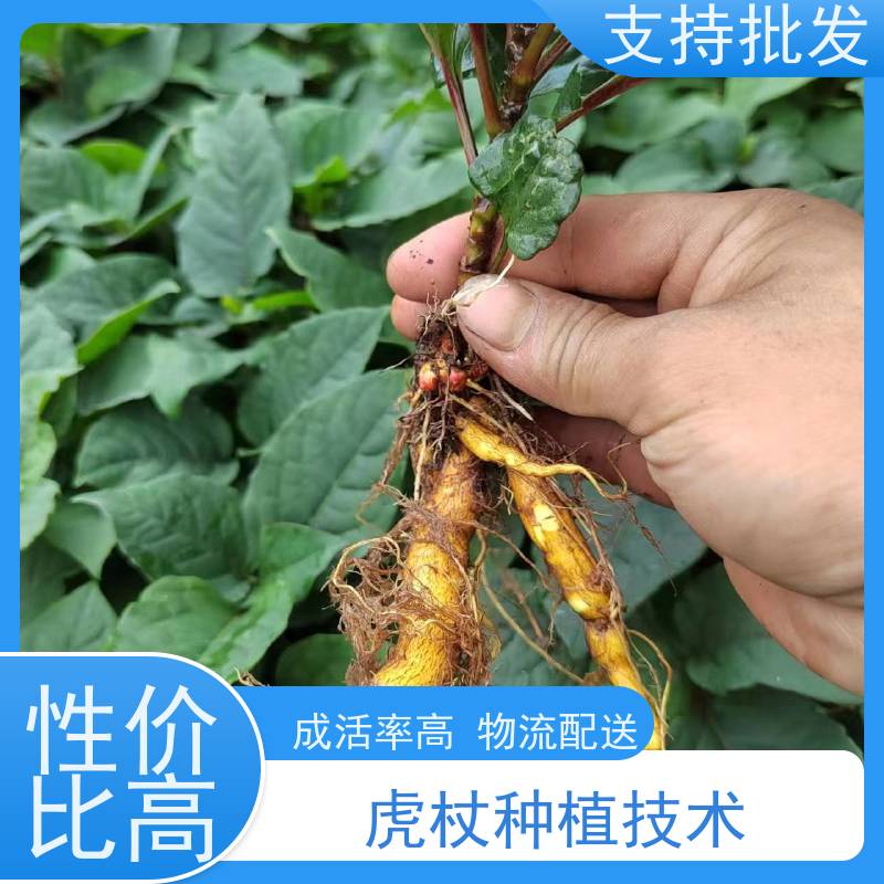 梵丰 虎杖驯化种子 多年生 草本植物 现挖酸筒杆苗 在线接单 物流配送 