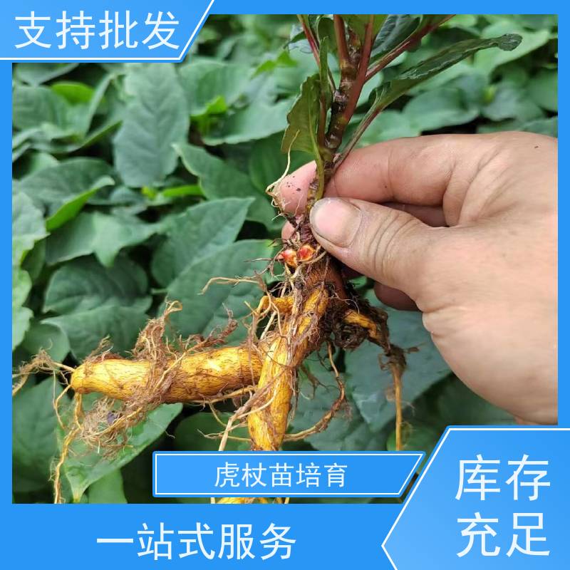 梵丰 虎杖施肥 根须发达耐旱耐寒 产量高 品质好