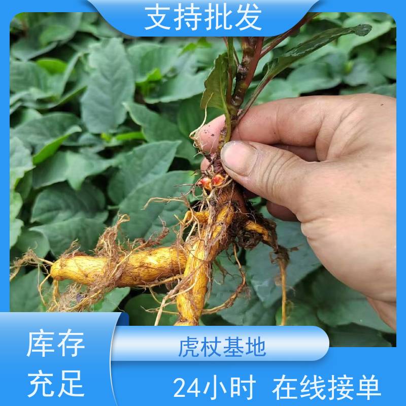 梵丰1号 虎杖 景区园林绿化造景工程苗 物流配送