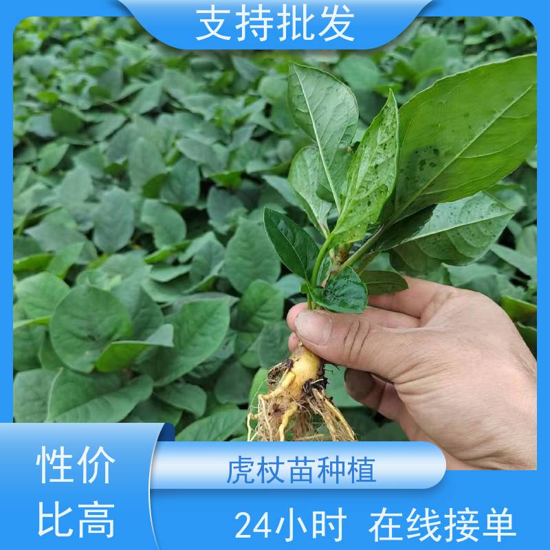 梵丰1号 虎杖驯化 景区园林绿化造景工程苗 性价比高 品质好