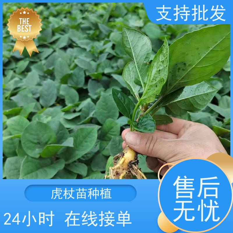梵丰 虎杖片 大小苗种苗 中药材 成活率高 常绿植物