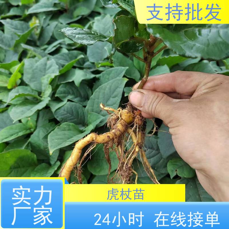 梵丰1号 虎杖驯化 苦杖黄芽杆 黄地榆中药材可食 在线接单 物流配送 