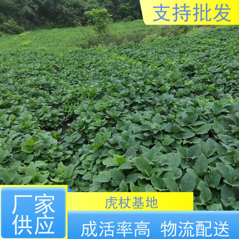 梵丰 虎杖苗种植 现挖 可盆栽 酸筒杆花斑竹 性价比高 品质好