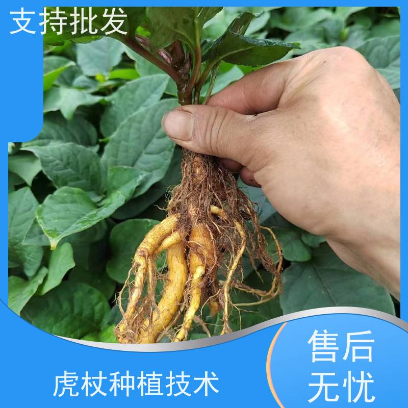 梵丰 虎杖施肥 大小苗种苗 中药材 产量高 品质好