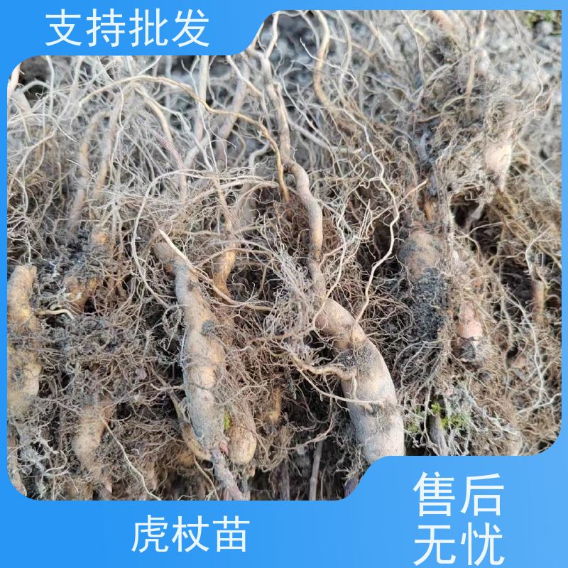 梵丰 虎杖苗的养护 现挖 可盆栽 酸筒杆花斑竹 在线接单 物流配送 
