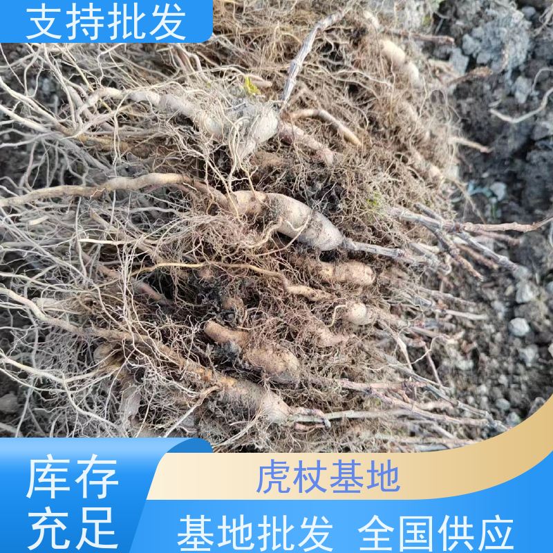 梵丰 人工培育虎杖苗 虎丈大叶植物水培净化 在线接单 物流配送 