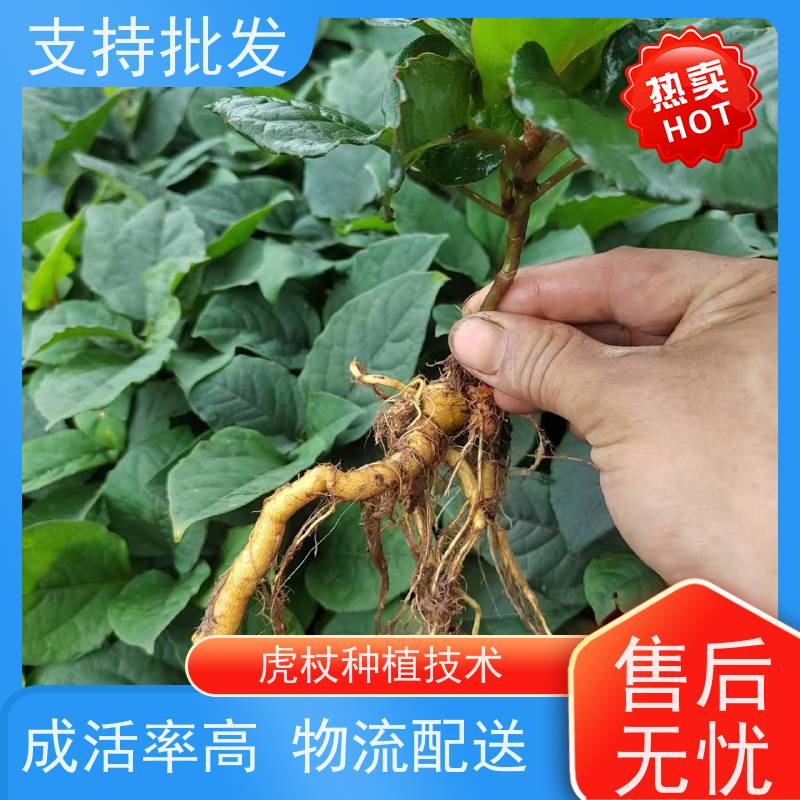 梵丰1号 虎杖种子 大小苗种苗 中药材 苗圃产地 品质保证