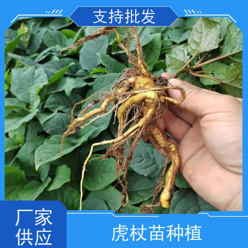 梵丰1号 虎杖苗培育 现挖 可盆栽 酸筒杆花斑竹 长期供应 诚信经营