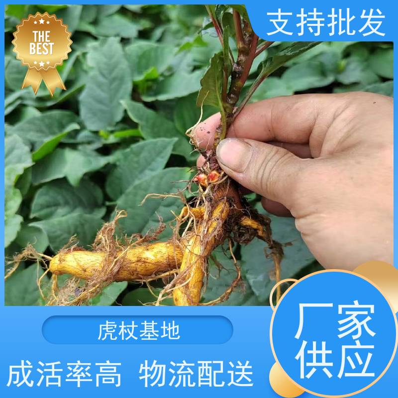 梵丰 虎杖回收 大小苗种苗 基地供应 阴凉处储存