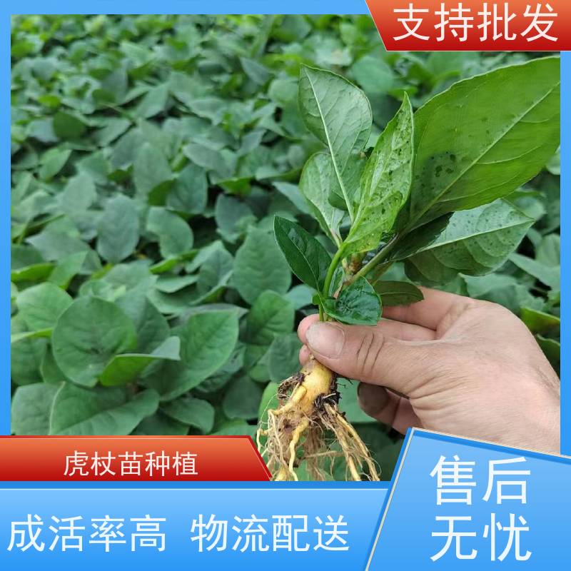 梵丰 虎杖用途 景区园林绿化造景工程苗 性价比高 品质好