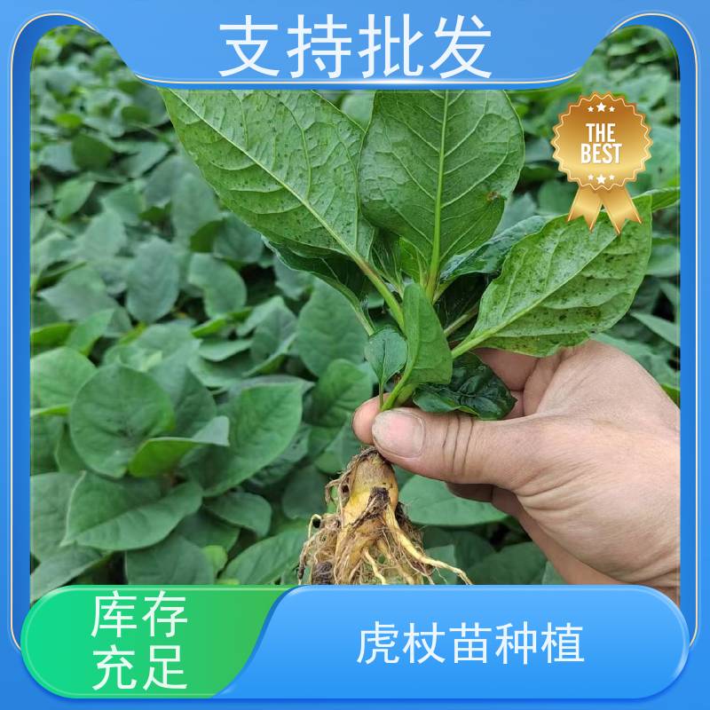梵丰1号 虎杖驯化 大小苗种苗 基地供应 成活率高 常绿植物