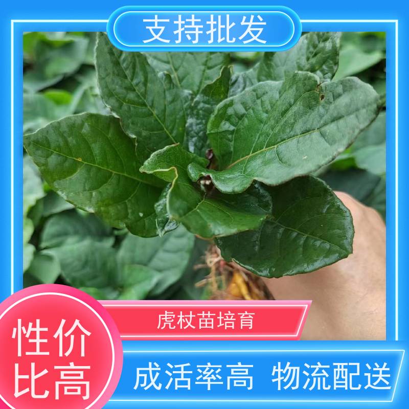 梵丰1号 虎杖苗的养护 新鲜酸筒杆 嫩杆 花斑竹老杆 长期供应 诚信经营
