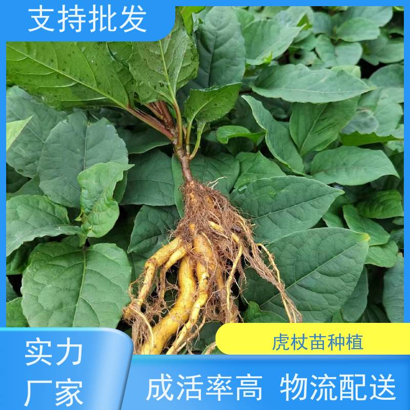 梵丰1号 虎杖基地 大小苗种苗 中药材 家庭园艺 应用场景广泛