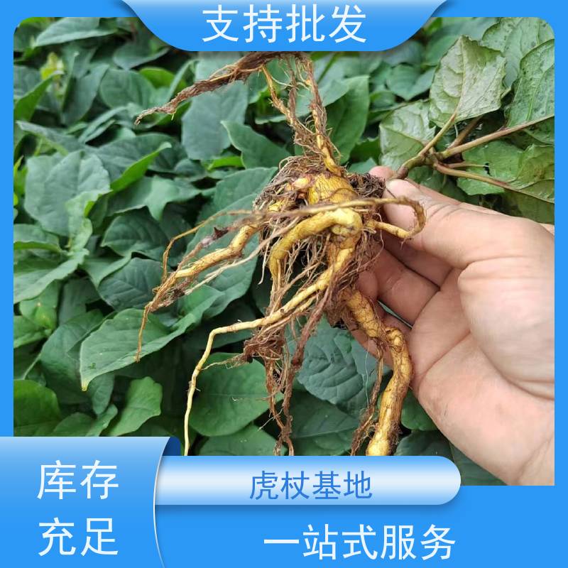 梵丰1号 虎杖 虎丈大叶植物水培净化 在线接单 物流配送 