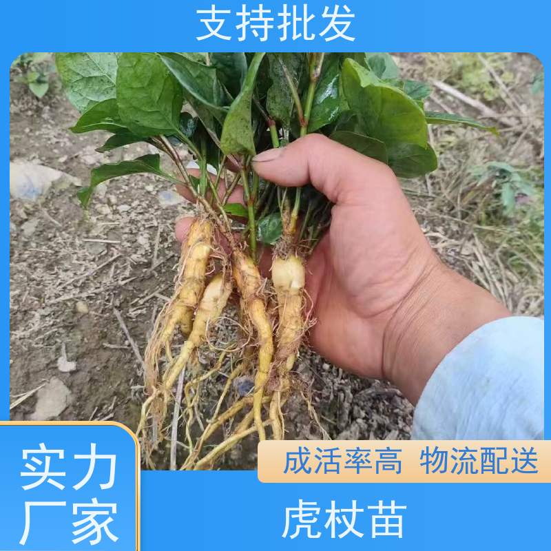 梵丰1号 虎杖苗的养护 新鲜酸筒杆 嫩杆 花斑竹老杆 库存充足 厂家供应