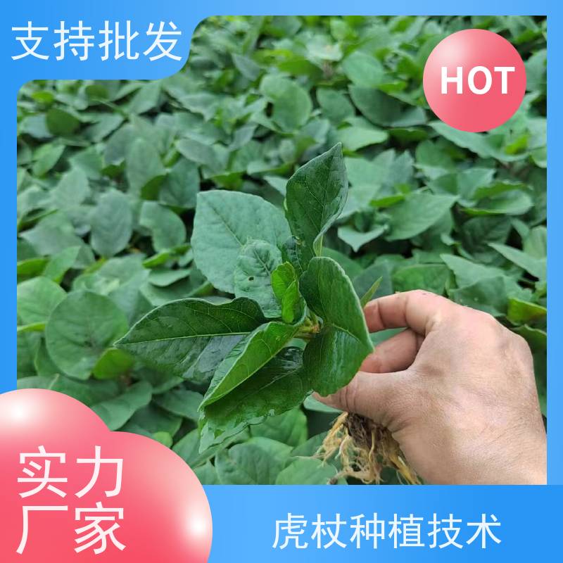梵丰1号 虎杖施肥 大小苗种苗 基地供应 阴凉处储存