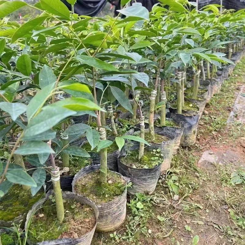 基地批发：正宗奇楠沉香苗，一代棋楠苗嫁接树苗，沉香苗木种植
