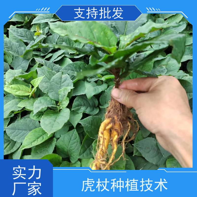 梵丰1号 虎杖驯化种子 苦杖黄芽杆 黄地榆中药材可食 性价比高 品质好