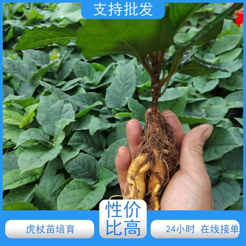 梵丰1号 虎杖驯化 景区园林绿化造景工程苗 欢迎来电洽谈