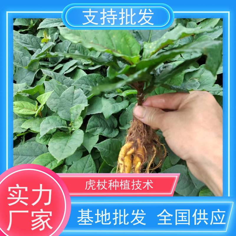 梵丰 虎杖苗 中药材苗容易种活 长期供应 诚信经营