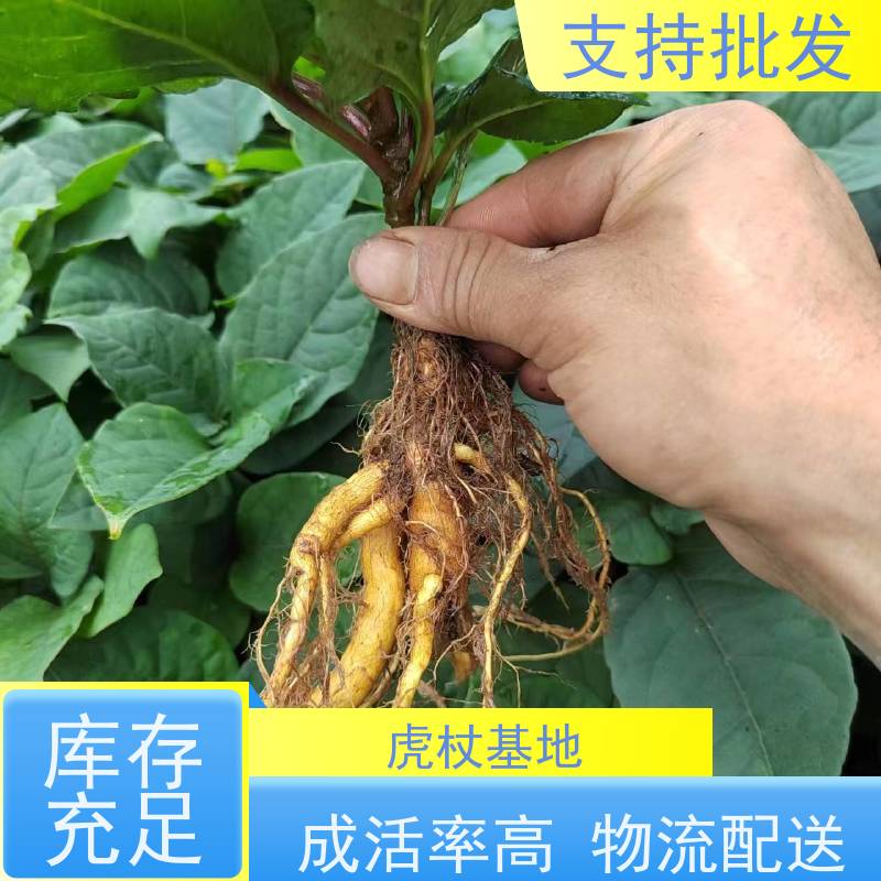 梵丰 虎杖回收 景区园林绿化造景工程苗 库存充足