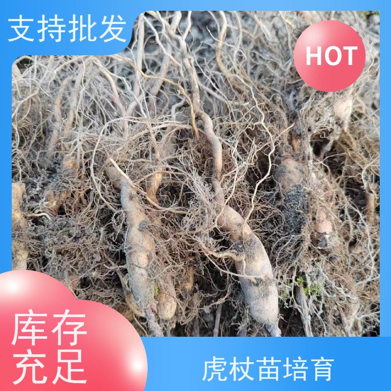 梵丰1号 虎杖基地 现挖 可盆栽 酸筒杆花斑竹 欢迎来电洽谈