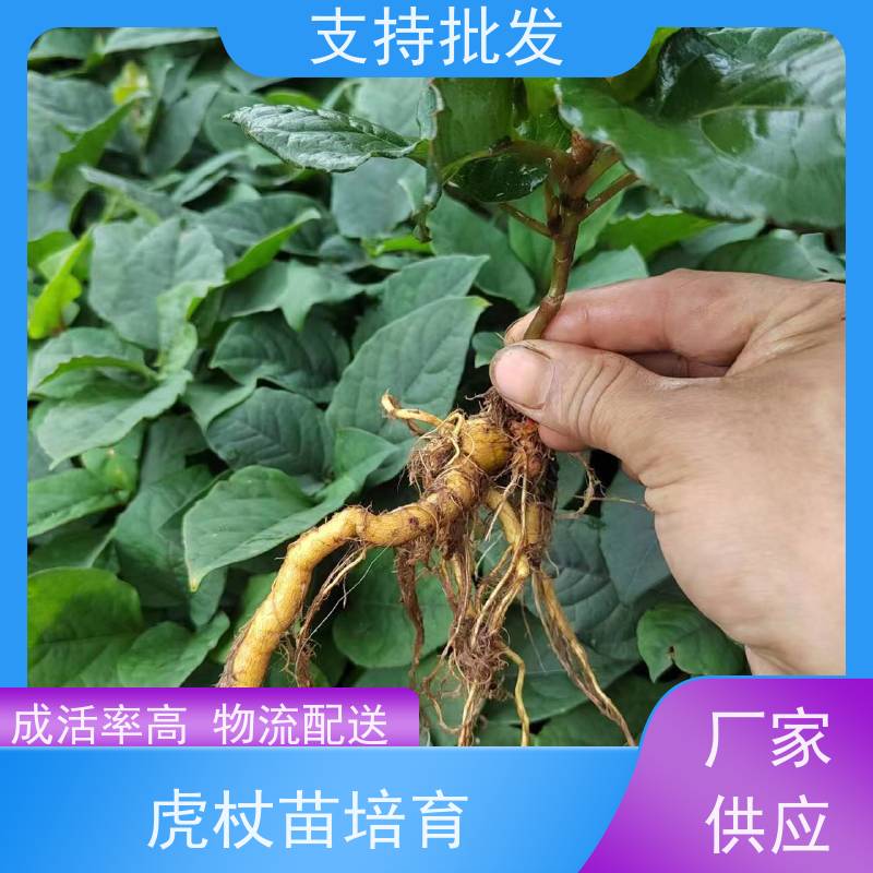 梵丰1号 人工培育虎杖苗 景区园林绿化造景工程苗 欢迎来电洽谈