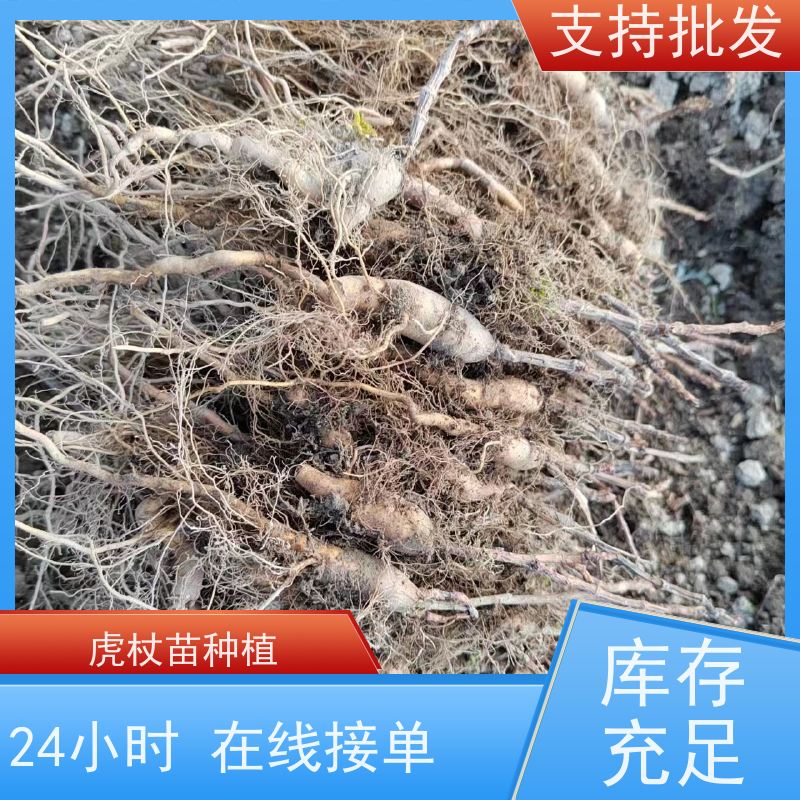 梵丰1号 虎杖片 斑杖根黄地榆苗庭院可种植 长期供应 诚信经营