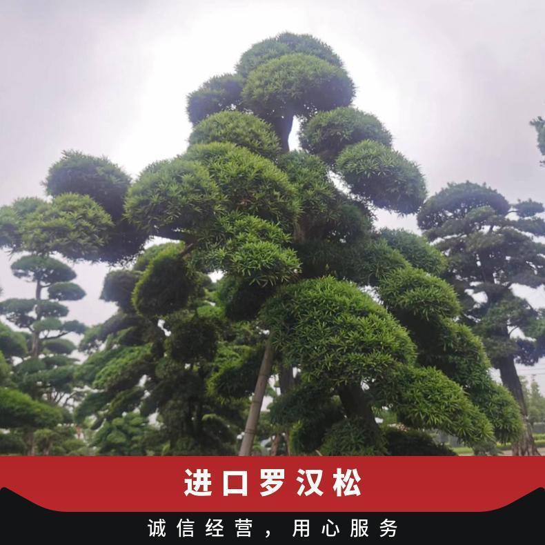 鼎加盛园艺批发 景区园林绿化用造型罗汉松 黑松 别墅庭院风景树