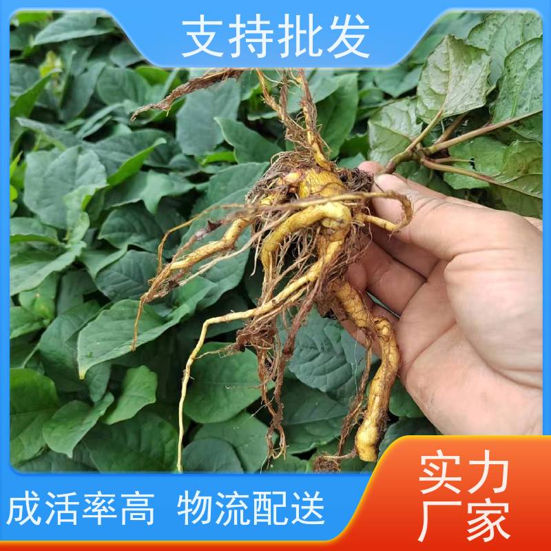 梵丰1号 虎杖苗培育 中药材苗容易种活 库存充足 成活率高