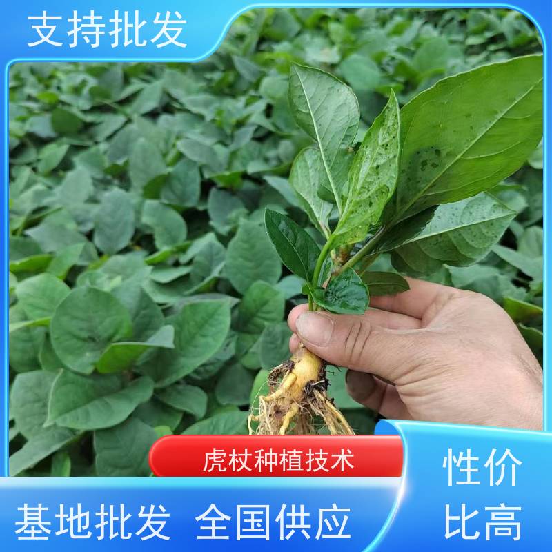 梵丰1号 虎杖育苗 斑杖根黄地榆苗庭院可种植 长期供应 诚信经营