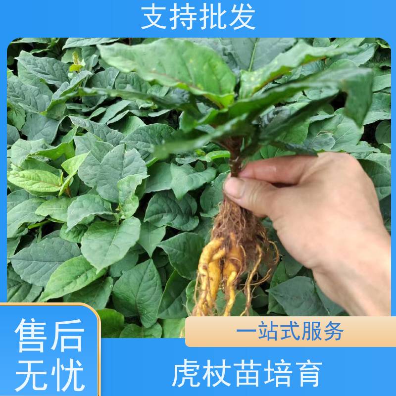 梵丰1号 虎杖苗的养护 庭院绿化常绿苗木 长期供应 诚信经营