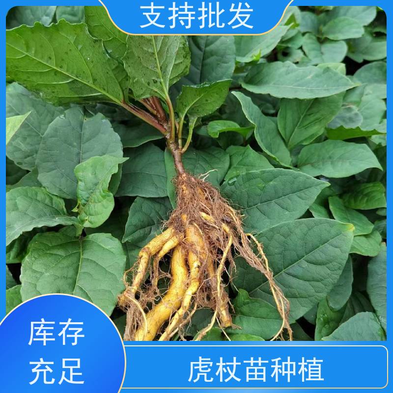 梵丰 虎杖回收 新鲜酸筒杆 嫩杆 花斑竹老杆 欢迎来电洽谈