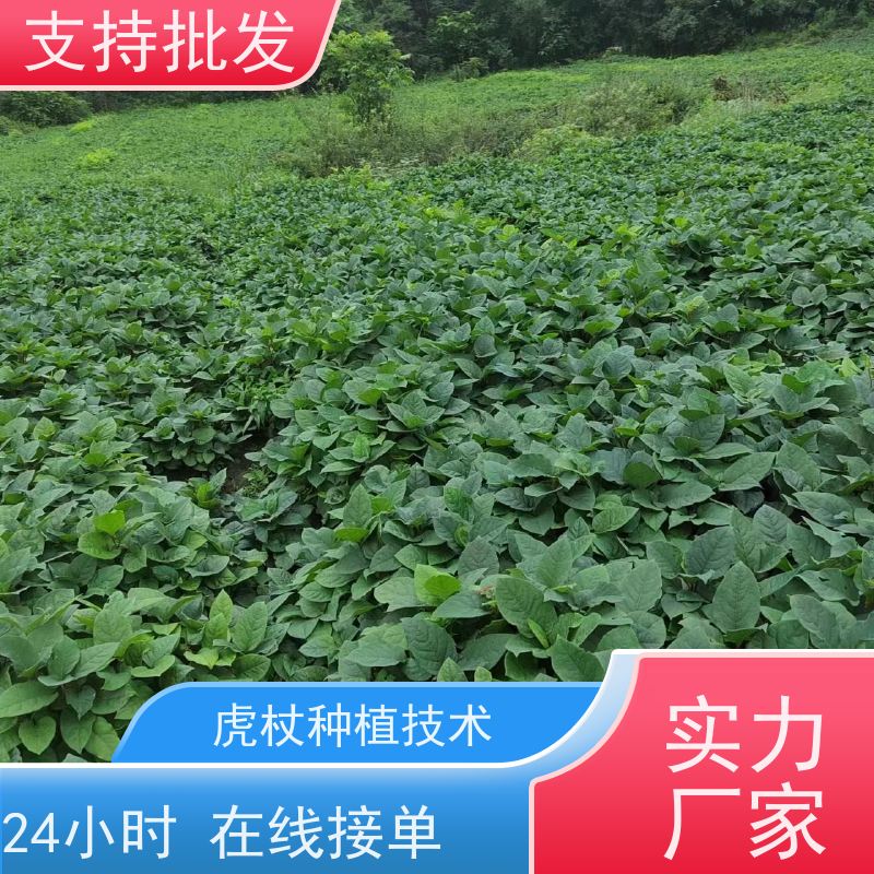 梵丰1号 虎杖驯化种子 斑杖根黄地榆苗庭院可种植 在线接单 物流配送 