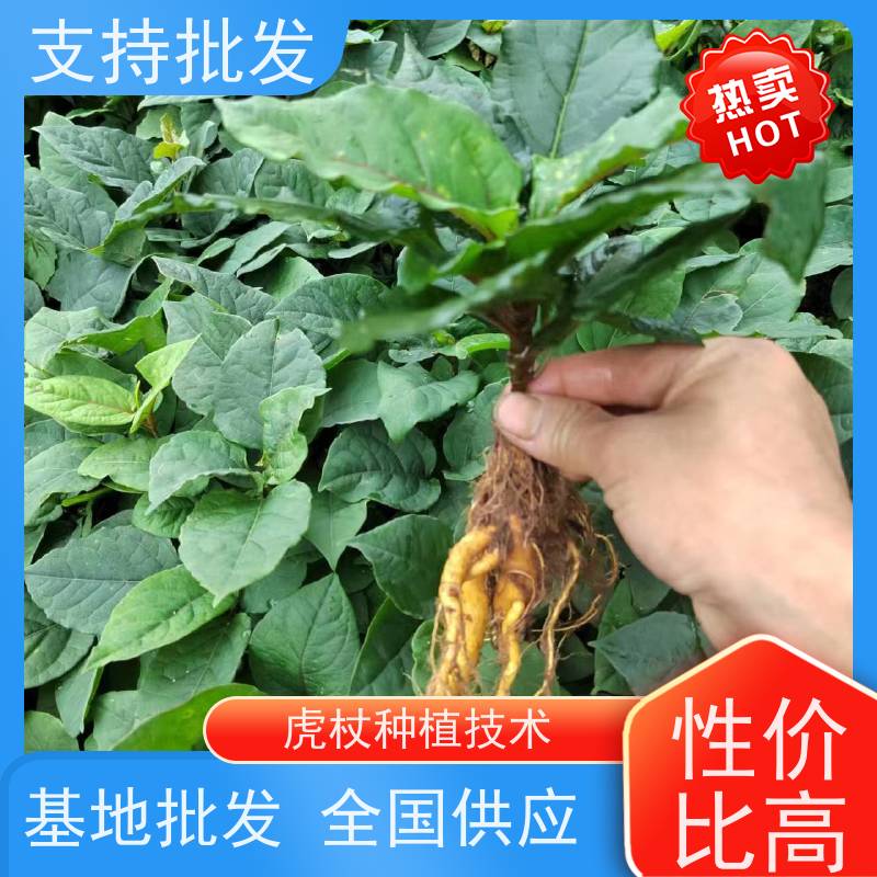 梵丰1号 虎杖驯化种子 斑杖根黄地榆苗庭院可种植 长期供应 诚信经营