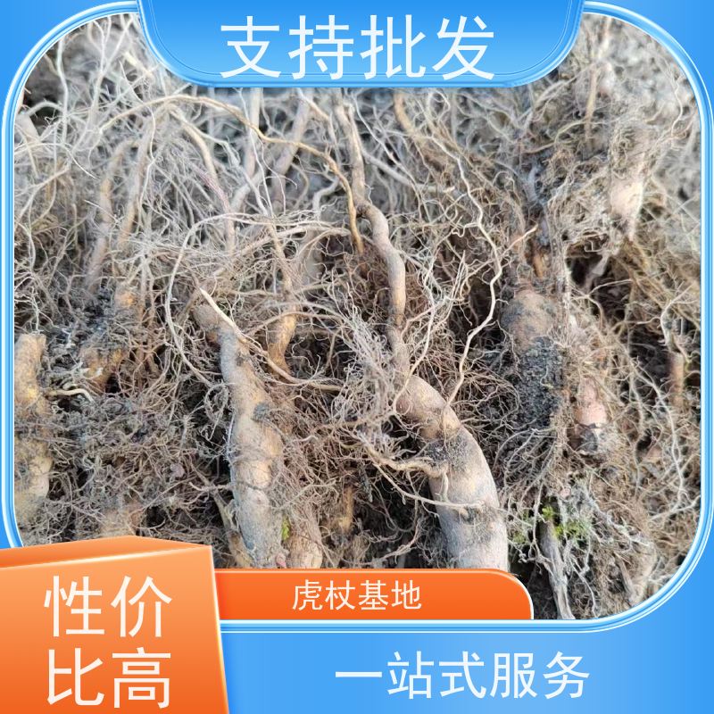 梵丰1号 虎杖 斑杖根黄地榆苗庭院可种植 性价比高 品质好